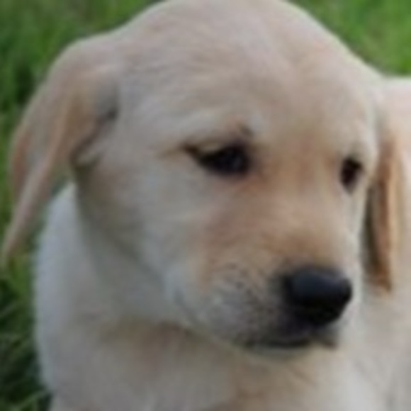 Meet your Posher, Dog - Picture 1 of 1